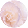 Muurcirkel Soft Flower Pastel &Oslash; 60 cm Forex