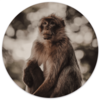 Muurcirkel Monkey &Oslash; 20 cm Dibond - Aanbevolen