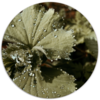 Muurcirkel Flora &Oslash; 25 cm Forex