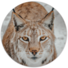 Muurcirkel Wilde Kat &Oslash; 25 cm Forex
