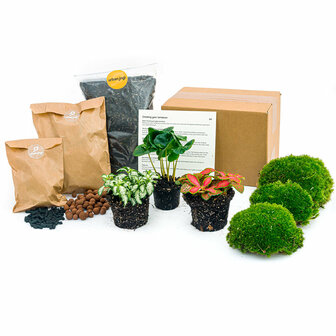 Plant Terrarium Package - Coffea Arabica - 3 Terrarium Plants - Refill &amp; Starter Package - Diy Terrarium Kit