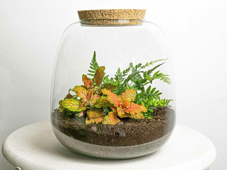 Terrarium Diy Kit - Emma Mini - Diy Kit - &uarr; 20 Cm - &Oslash; 19 Cm Fittonia White Tiger