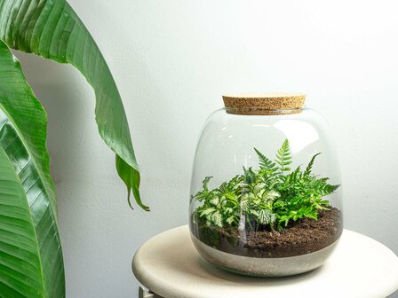 Terrarium Diy Kit - Emma Mini - Diy Kit - &uarr; 20 Cm - &Oslash; 19 Cm Fittonia White Tiger