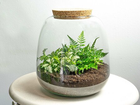 Terrarium Diy Kit - Emma Mini - Diy Kit - &uarr; 20 Cm - &Oslash; 19 Cm Fittonia White Tiger