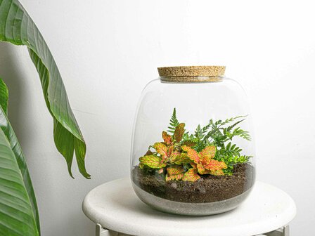 Terrarium Diy Kit - Emma Mini - Diy Kit - &uarr; 20 Cm - &Oslash; 19 Cm Fittonia White Tiger