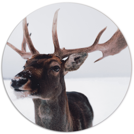 Muurcirkel Deer Head Ø 25 cm Forex