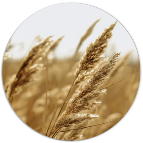Muurcirkel Gold Grain Ø 20 cm Dibond - Aanbevolen