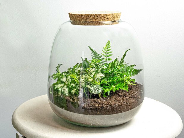 Terrarium Diy Kit - Emma Mini - Diy Kit - ↑ 20 Cm - Ø 19 Cm Fittonia White Tiger